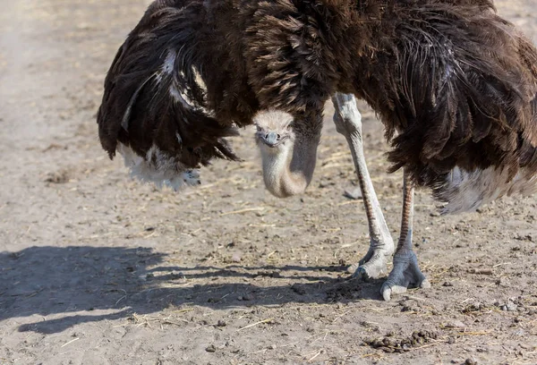 Ostrich defending its nesting site. — Stock Photo, Image