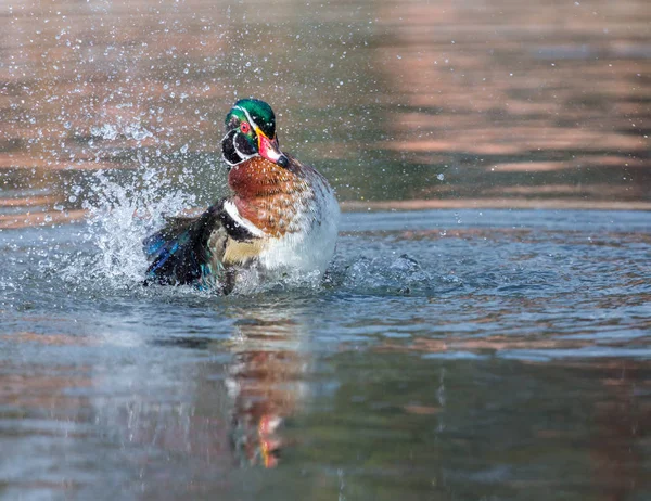 Carolina wood Duck