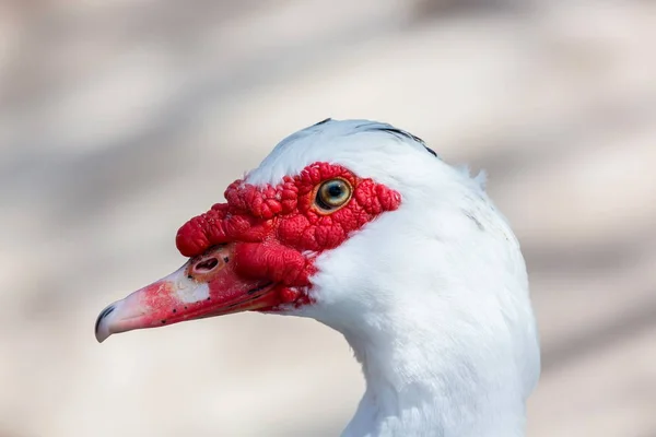 O pato almiscarado, ou o patinho feio . — Fotografia de Stock