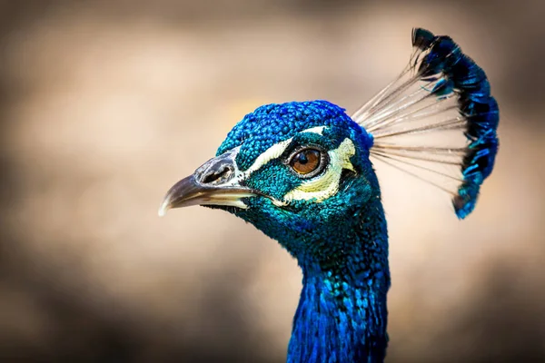 Gemeinhin Als Pfau Bezeichnet Die Indische Pfaue Oder Blaue Pfaue — Stockfoto