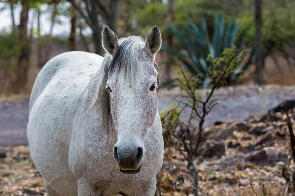 Mustang horse roaming wild in Mexico.