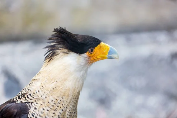 볏된 Caracara 멕시코의 독수리. — 스톡 사진