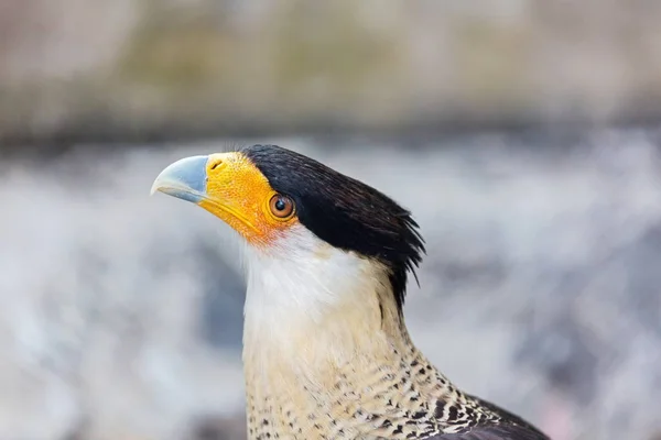 Crested Caracara um abutre do México . — Fotografia de Stock
