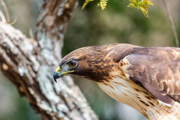 Red Tailed Hawk.