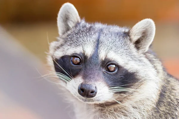 Mapache de México . — Foto de Stock