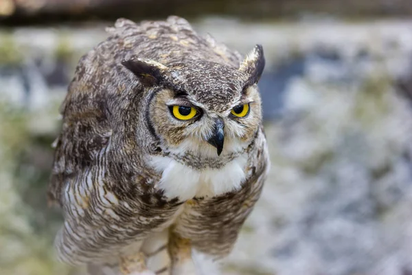 Great Horned Owl.