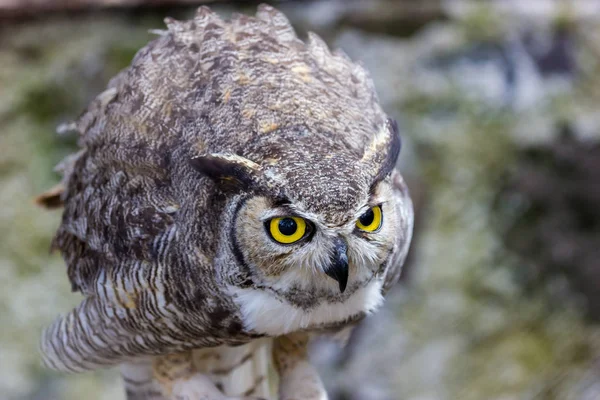 Great Horned Owl.