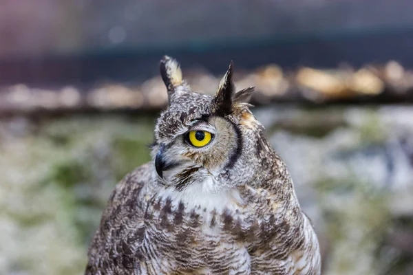 Great Horned Owl.