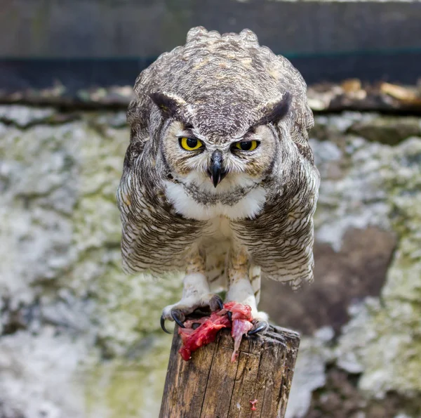 Great Horned Owl.