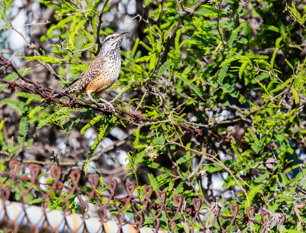 A conspicuous sight and sound of the Southwestern deserts, the Cactus Wren is the largest wren in North America. Although it can be found in backyards it is a true bird of the desert