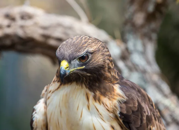 Rode tailed hawk. — Stockfoto