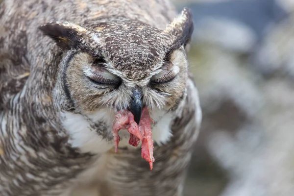 Great Horned Owl.
