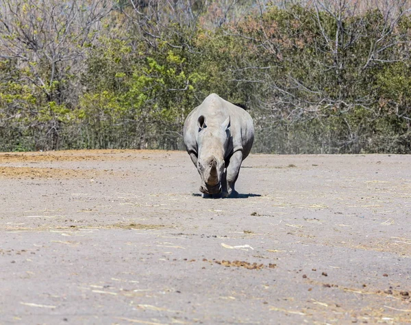 Rhinoceroses or Rhino.