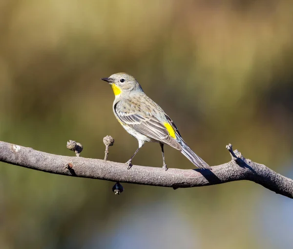 Uccello Accattivante Con Piumaggio Grigio Cenere Giallo Limone Kingbird Occidentale — Foto Stock