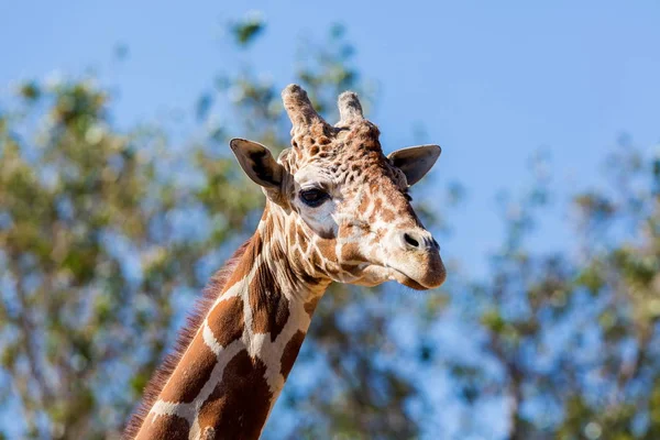 Žirafy hlavu a oči zblízka. — Stock fotografie