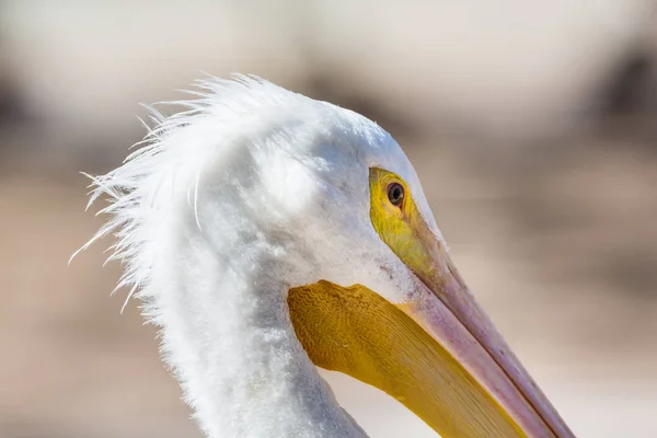 American White Pelican — Stock Photo, Image