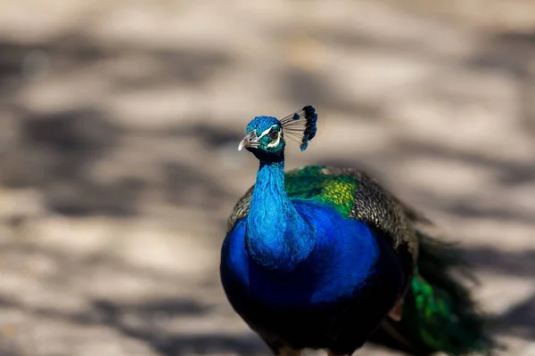 Pfau oder indisches Erbsenhuhn. — Stockfoto