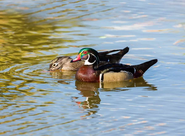 Pato de madera de carolina — Foto de Stock