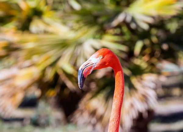 Pretty pink flamingoes in Mexico. — Stock Photo, Image