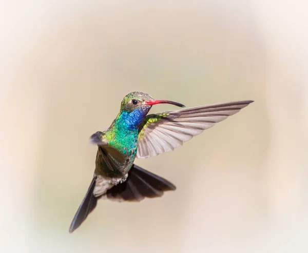 Geniş fatura sinek kuşu. — Stok fotoğraf