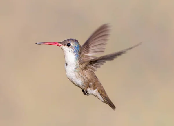 Mor taç sinek kuşu.