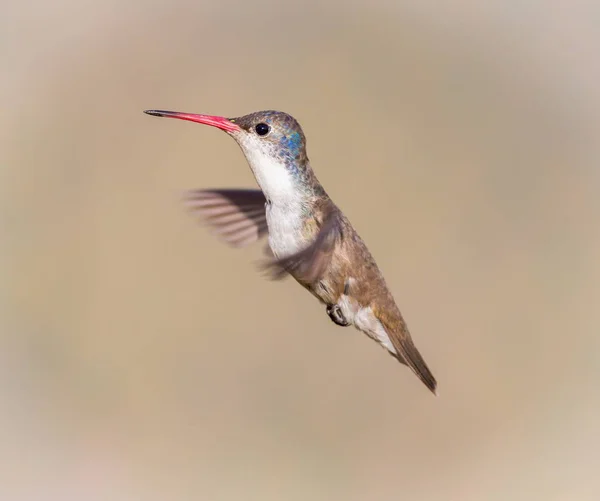 Violett gekrönter Kolibri. — Stockfoto