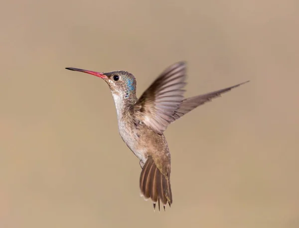 Lila koronás kolibri. — Stock Fotó