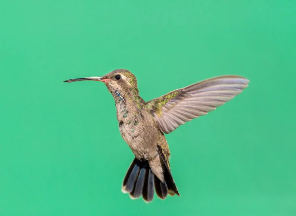 Brede gefactureerde kolibrie. — Stockfoto