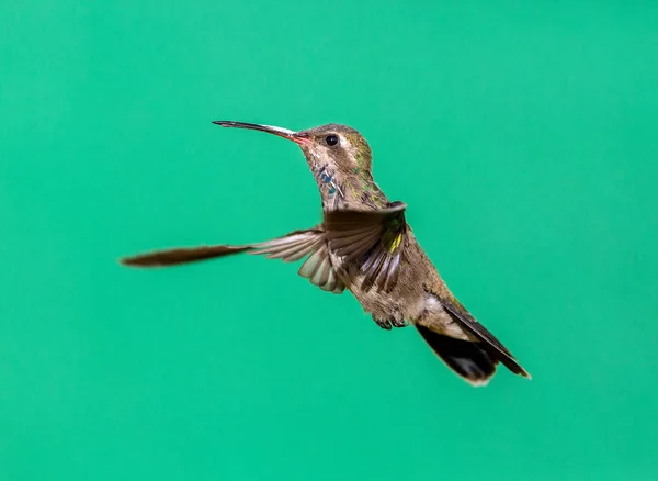 Hummingbird a fatturazione ampia . — Foto Stock