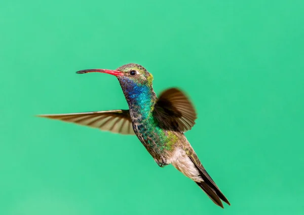 Široké Účtoval Hummingbird Součástí Nové Sbírky Umění Kolibříka Pomocí Různých — Stock fotografie