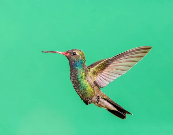 Beija-flor de bico largo . — Fotografia de Stock