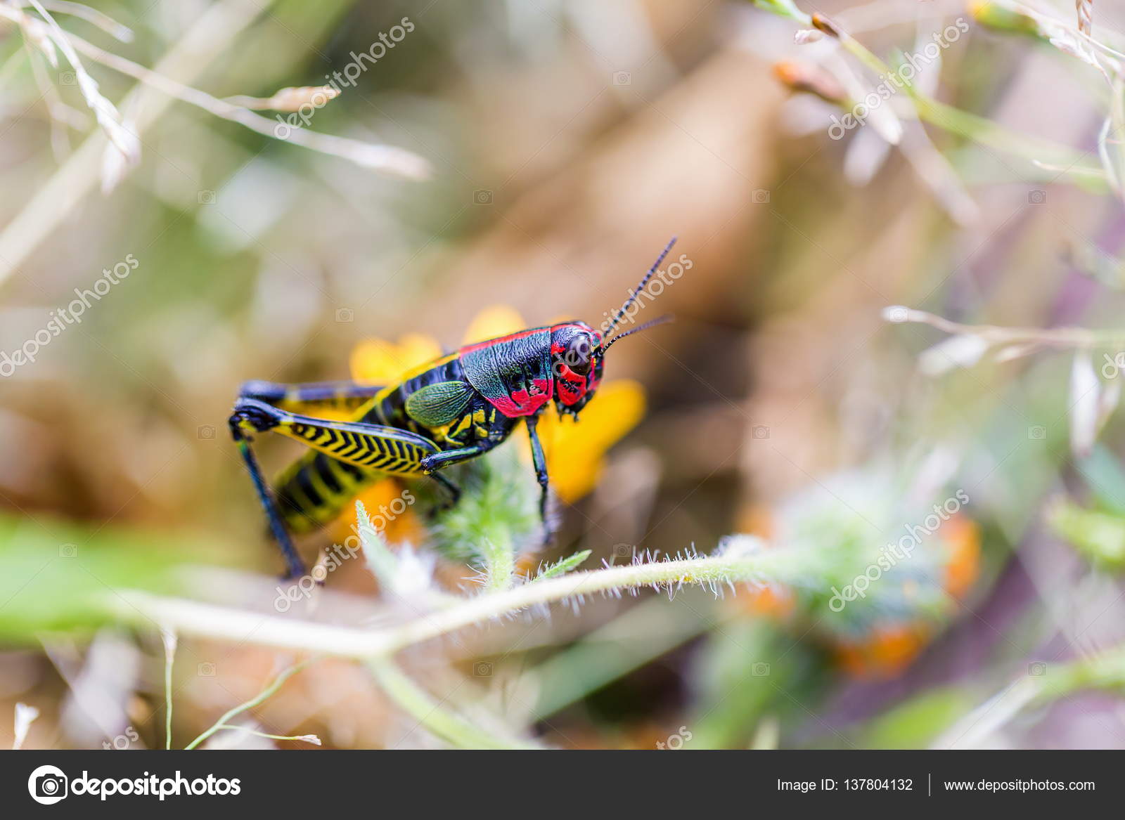 Rainbow or Painted Grasshopper. Stock Photo by ©glassandnature 137804132