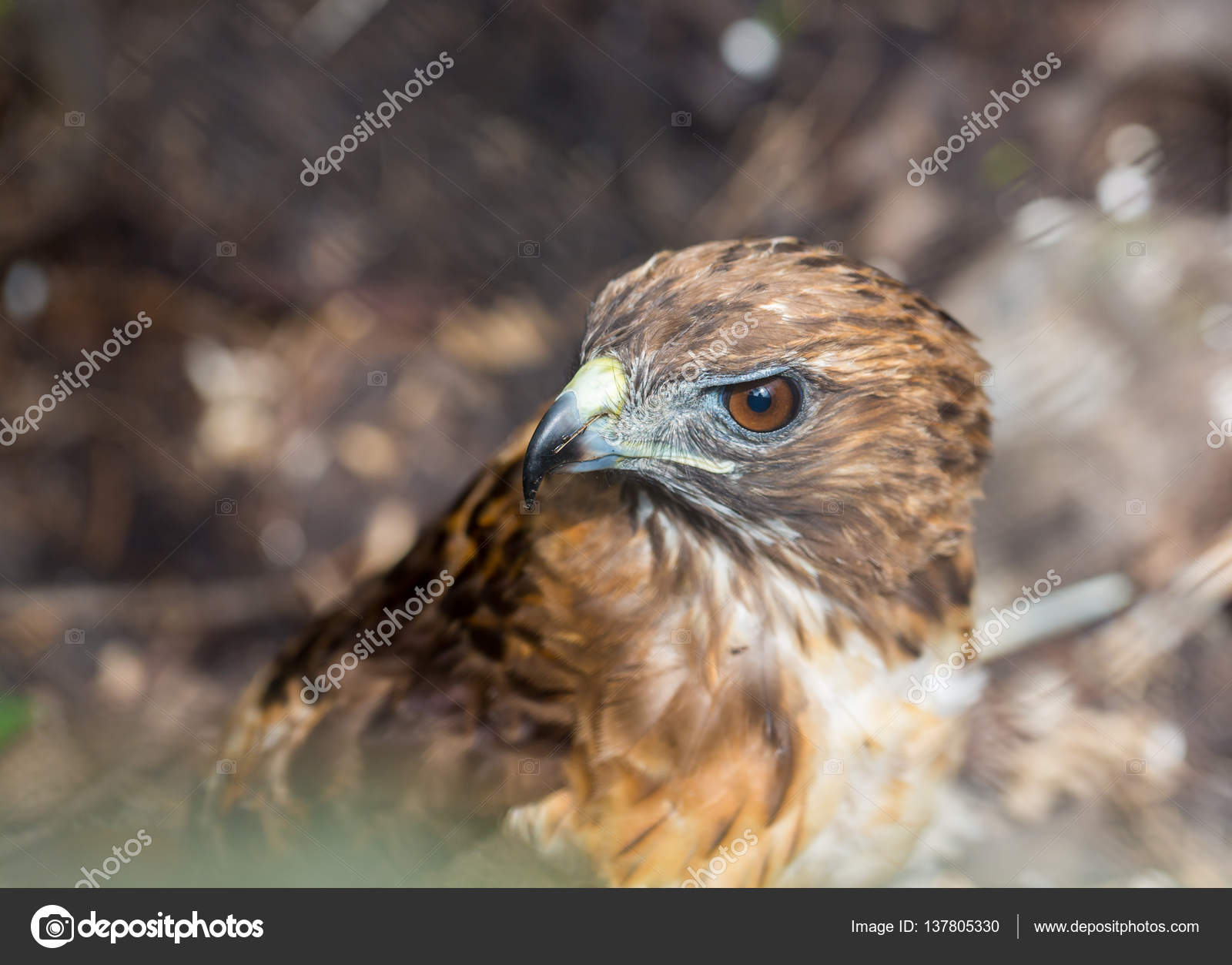 红尾鵟是一种猛禽俗称在美国Chickenhawk 尽管它很少捕食标准大小鸡的三个物种之一——图库图片© glassandnature  #137805330