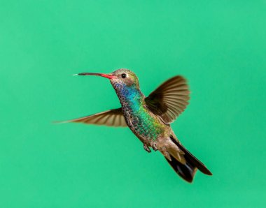 geniş fatura sinek kuşu.