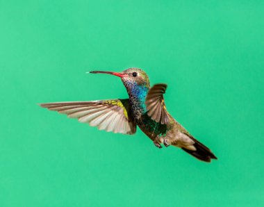 geniş fatura sinek kuşu.