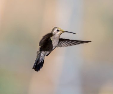 geniş fatura sinek kuşu.