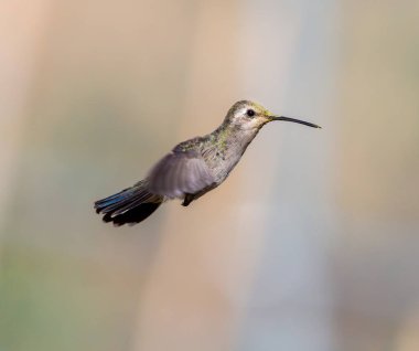 geniş fatura sinek kuşu.