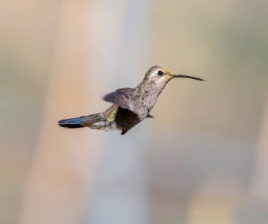 geniş fatura sinek kuşu.