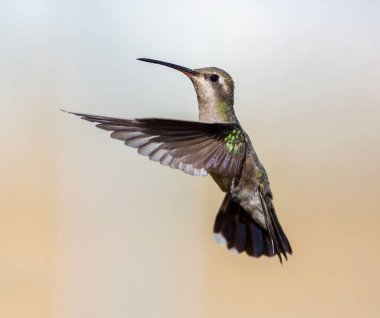 geniş fatura sinek kuşu.
