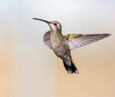 geniş fatura sinek kuşu.