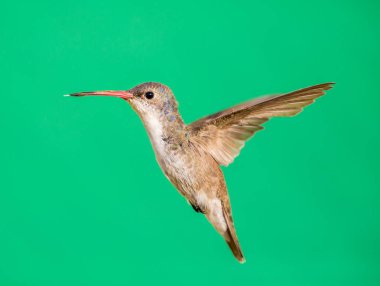 Mor taç sinek kuşu.