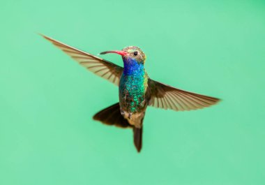 geniş fatura sinek kuşu.