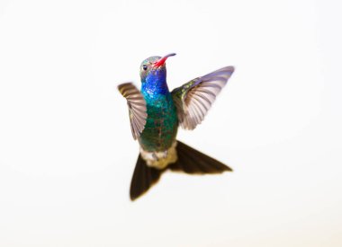 geniş fatura sinek kuşu.