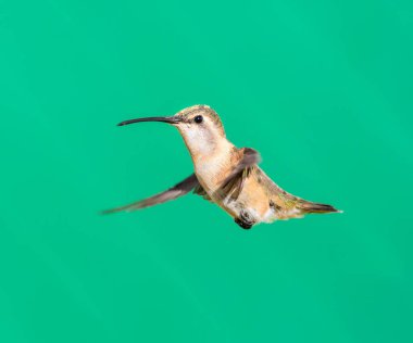 Lucifer sinek kuşu erkek.