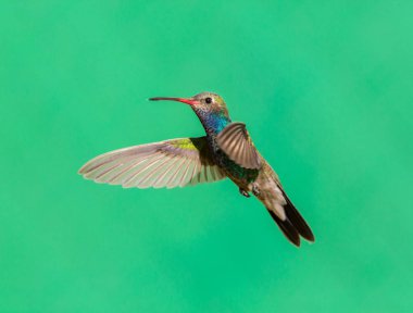 geniş fatura sinek kuşu.