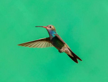 geniş fatura sinek kuşu.