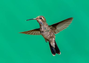 geniş fatura sinek kuşu.