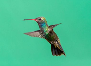 geniş fatura sinek kuşu.