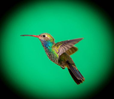 geniş fatura sinek kuşu.