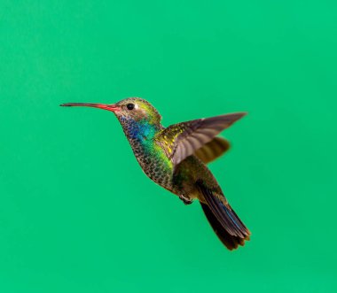 geniş fatura sinek kuşu.